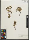 Foto von Salix myrsinites L.